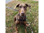 Adopt 7801 Rosie - I'm a SSNAP Dog a Doberman Pinscher