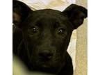 Adopt [phone removed] "Eileen" a Labrador Retriever