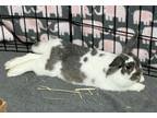 Adopt Harlow a Mini Rex, Holland Lop