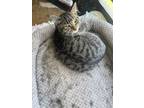 Adopt Luna a Domestic Short Hair, Tabby