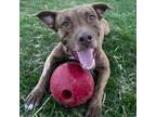 Adopt CHARLEE a American Staffordshire Terrier