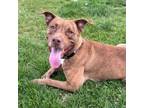 Adopt Charlee a American Staffordshire Terrier