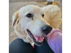 Adopt Mama Willow a Great Pyrenees