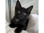 Adopt Pudding a Domestic Short Hair