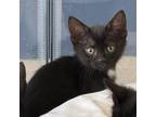 Adopt Macaroon *Bonded with Beignet* a Domestic Short Hair