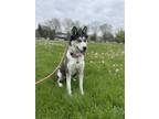 Adopt Athena a Siberian Husky