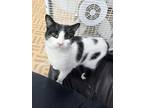 Adopt Whitney a Domestic Short Hair