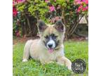 Adopt Addie a Akita