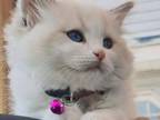 Blue Bicolor Ragdoll Kittens