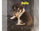 Collie PUPPY FOR SALE ADN-777594 - Belle