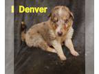 Collie PUPPY FOR SALE ADN-777595 - Denver