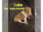 Collie PUPPY FOR SALE ADN-777598 - Luke