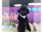 Poodle (Toy) PUPPY FOR SALE ADN-777599 - Sweet Toy Poodle