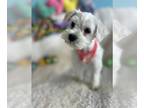 Schnauzer (Miniature) PUPPY FOR SALE ADN-777603 - Beautiful Mini Schnauzer