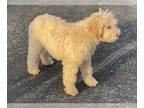 Labradoodle PUPPY FOR SALE ADN-777604 - Labradoodle puppies