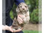 Cock-A-Poo PUPPY FOR SALE ADN-777613 - F1 Cockapoo