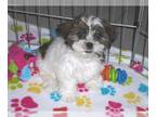 Shorkie Tzu PUPPY FOR SALE ADN-777620 - Shorkie Puppy