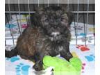 Shorkie Tzu PUPPY FOR SALE ADN-777622 - Shorkie Puppy