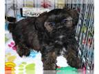 Shorkie Tzu PUPPY FOR SALE ADN-777627 - Shorkie Puppy