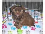 Shorkie Tzu PUPPY FOR SALE ADN-777628 - Shorkie Puppy