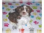 Shorkie Tzu PUPPY FOR SALE ADN-777632 - Shorkie Puppy