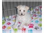 Schnoodle (Miniature) PUPPY FOR SALE ADN-777633 - Schnoodle Puppy