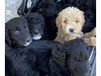 Goldendoodle PUPPY FOR SALE ADN-777634 - Litter of 9 Goldendoodle Pups