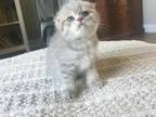 Purebred Scottish Fold