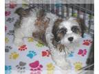 Shih-Poo PUPPY FOR SALE ADN-777640 - Shihpoo Puppy