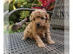 Poodle (Toy) PUPPY FOR SALE ADN-777644 - Ketchup Red Toy Poodle Girl in Florida