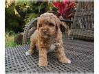 Poodle (Toy) PUPPY FOR SALE ADN-777645 - Mayo Red Toy Poodle Girl in Florida