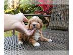 Poodle (Toy) PUPPY FOR SALE ADN-777646 - Mustard Apricot Toy Poodle Boy in