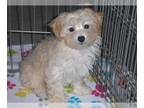 Havanese-Poodle (Toy) Mix PUPPY FOR SALE ADN-777647 - Havapoo Puppy