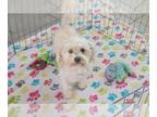 Havanese PUPPY FOR SALE ADN-777650 - Havanese Adult Dog