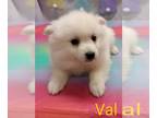 American Eskimo Dog PUPPY FOR SALE ADN-777658 - Miniature American Eskimo Val