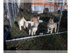 Siberian Husky PUPPY FOR SALE ADN-777665 - Red Sable Pup M001