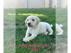 Labrador Retriever PUPPY FOR SALE ADN-777666 - Yellow Labrador Retriever