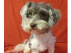 Havanese PUPPY FOR SALE ADN-777668 - AKC HAVANESE 2 YEAR 8 MO OLD MALE