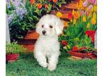 Bichon Frise PUPPY FOR SALE ADN-777671 - AKC BICHON FRISE 5 YEAR OLD FEMALE