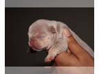 French Bulldog PUPPY FOR SALE ADN-777672 - French Bulldogs Females