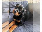 Rottweiler PUPPY FOR SALE ADN-777675 - German Rottweiler Puppies