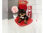 Yorkshire Terrier PUPPY FOR SALE ADN-777678 - Tucker