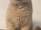 BRITISHKITNCAT British Shorthair Fawn Female