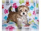 Morkie PUPPY FOR SALE ADN-777685 - Morkie Puppy