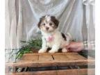 Havanese PUPPY FOR SALE ADN-777692 - Havanese Puppy