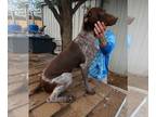 German Shorthaired Pointer PUPPY FOR SALE ADN-777695 - AKC Registered