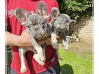 French Bulldog PUPPY FOR SALE ADN-777703 - French bulldog puppies