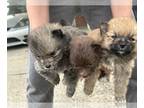 Pomeranian PUPPY FOR SALE ADN-777706 - AKC full rights Pomeranian puppy