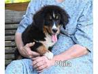 Bernese Mountain Dog PUPPY FOR SALE ADN-777713 - Beautiful AKC Bernese Mountain
