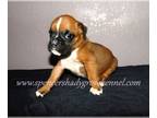 Boxer PUPPY FOR SALE ADN-777715 - Adorable AKC registered Boxer puppies